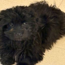 Polly - Black female Shihpoo puppy in Grant County, Indiana from On The Sunny Side Pavey Farms
