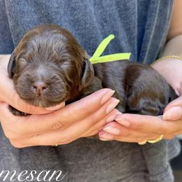 Parmesan - Chocolate female Australian Labradoodle puppy in Morgan Hill, California from Loving Labradoodles
