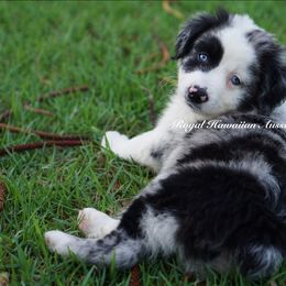 Malachite 💛 - Blue merle Miniature American Shepherd puppy in Kamuela On The Big Island, Hawaii from Royal Hawaiian Aussies LLC