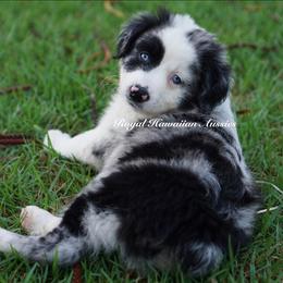 Malachite 💛 - Blue merle Miniature American Shepherd puppy in Kamuela On The Big Island, Hawaii from Royal Hawaiian Aussies LLC