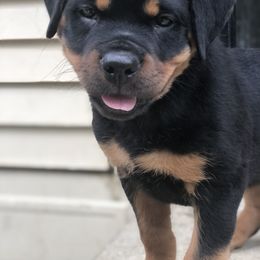 Rottweiler Puppies from Alpha Co. Rottweilers