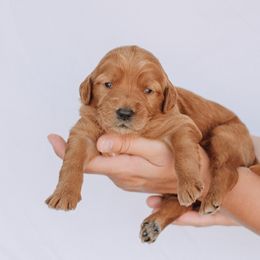 Goldendoodle Puppies from Abner Creek Doodles