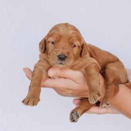 Goldendoodle Puppies from Abner Creek Doodles