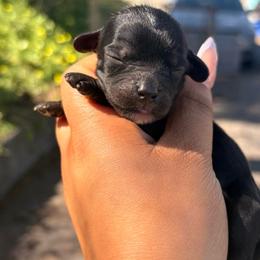 BlackBerry - Black female Cavapoo puppy in El Sobrante, California from Mckendra's Legacy