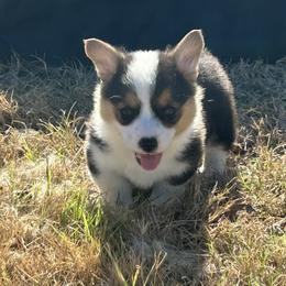 Boy 4 - Black and tan male Pembroke Welsh Corgi puppy in Honey Grove, Texas from JK Ranch Corgis