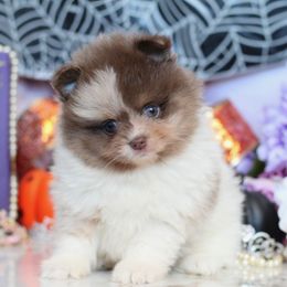 Kronk - Lavender male Pomeranian puppy in Antelope, California from California Pom Paradise