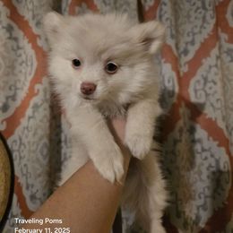 Girl 1 - Pomeranian puppy from Traveling Poms