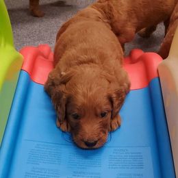 Goldendoodle Puppies from Rustic Road Doodles