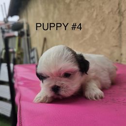 Girl 4 - Brindle and white female Shih Tzu puppy in Whittier, California from Shihtzu