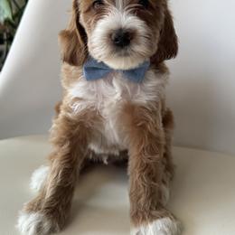 Bingo - Apricot male Goldendoodle puppy in Gilbert, Arizona from DogHouse Doodles