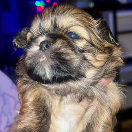 Red and black - Sable male Shih Tzu puppy in Citrus Heights, California from The Lion dog Shih Tzu