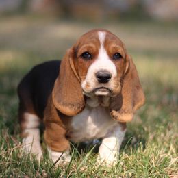 Dakota - Black brown and white male Basset Hound puppy in Idaho from Welcome Home Bassets