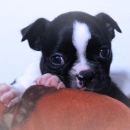 Baby Azula - Black and white female Boston Terrier puppy in Kingsport, Tennessee from Sleepwalker Bostons