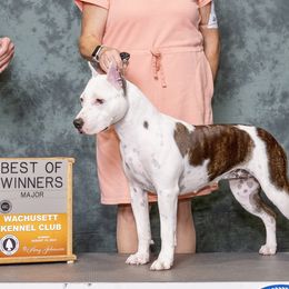 Hemi - American Staffordshire Terrier
