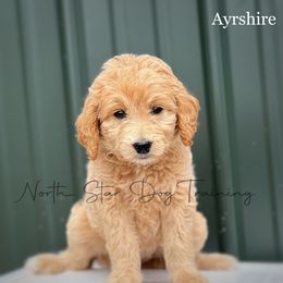 Ayrshire - Goldendoodle puppy in Lancaster, Minnesota from North Star Dog Training