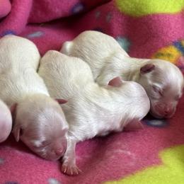 Maltese puppies from Mountain State Puppies
