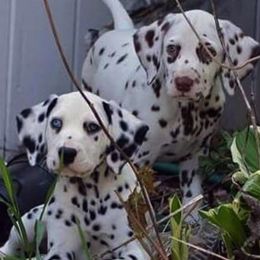 Dalmatian Puppies from Diamond D Dalmatians