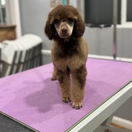 Nova - Brindle female Poodle puppy in Troy, Alabama from Redmond Rose Kennel