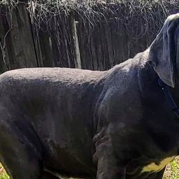 Neapolitan Mastiffs from C.C. Transportation