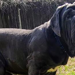 Neapolitan Mastiffs from C.C. Transportation