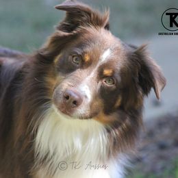 Rip - Toy Australian Shepherd