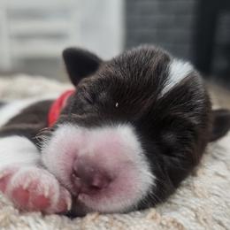 Red - Parti female Miniature Schnauzer puppy in Las Vegas, Nevada from Knock & Bark Miniature Schnauzer