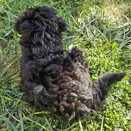 Havapoo Puppies from Derbyville Havapoos