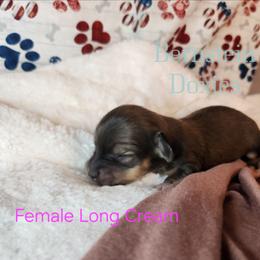 Girl 1 - Cream female Dachshund puppy in Lovell, Wyoming from Bernstein Doxies