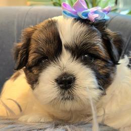 Shichon puppies from IDREAMOFPUPPIES