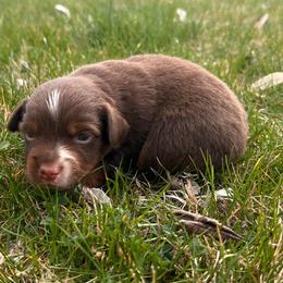 Pickles - Red tri-color male Miniature American Shepherd puppy in Milton Freewater, Oregon from Sparkling Cross Toy & Mini Aussies