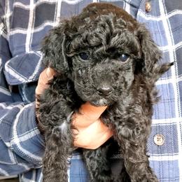 Poodle Puppies from Cedar House Heritage Poodles | AKC Toy & Miniature Poodle Puppies Raised in Home
