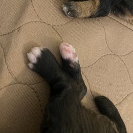 Schnoodle Puppies from Noodle Tings Puppies