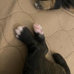 Schnoodle Puppies from Noodle Tings Puppies