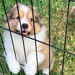 Shetland Sheepdog Puppies from Cheri Spangler's Shetland Sheepdogs