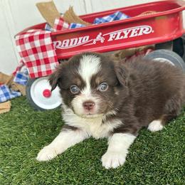 Ranger - Red tri male Miniature Australian Shepherd puppy in Granbury, Texas from Texas Miniature Aussies
