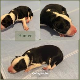 Hunter - Black and white male Border Collie puppy in Decatur, Alabama from Phantom Border Collies