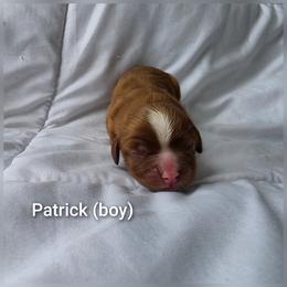 Patrick - Ruby male Cavalier King Charles Spaniel puppy in Le Roy, New York from Heirloom Cavaliers