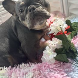 Rue - French Bulldog
