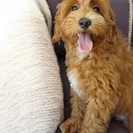 Boy 2 - male Goldendoodle puppy in Easley, South Carolina from River Falls Goldendoodles