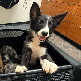 Wink - Black and white female Border Collie puppy in Cedartown, Georgia from Ferguson Border Collies