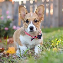 Blossom - Sable female Pembroke Welsh Corgi puppy in Sugarcreek, Ohio from Admar Canines