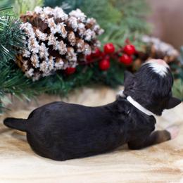 Madeline - Tri-color female Bernedoodle puppy in Queen Creek, Arizona from Dulcito Doodles
