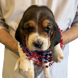 Basset Hound Puppies from Liberty Bassets