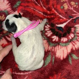 Pink girl - Blue female Australian Cattle Dog puppy in Chelsea, Oklahoma from CT Mini Heelers
