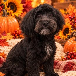 Morkie Puppies from Aubrea's Morkies