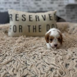 Honey - Blenheim female Cavapoo puppy in Mayo, Florida from Kingston’s Cavaliers