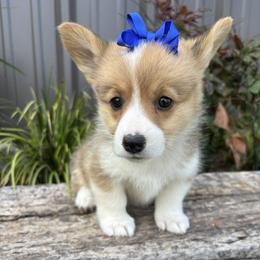 ANDIE - Sable female Pembroke Welsh Corgi puppy in Hinton, Oklahoma from Green Cloud Ranch