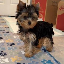 Ch Sired Chikito's Diesel - Blue and gold male Yorkshire Terrier puppy in Forest Hill, Maryland from Chikito's Yorkies