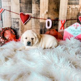 Labrador Retriever Puppies from Prince Labradors