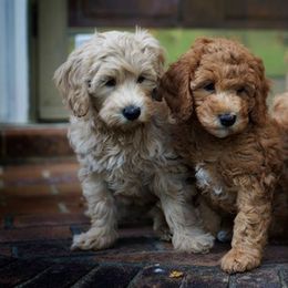 Australian Labradoodles from Noble FUR Labradoodles